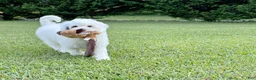 Mini Bernedoodle dogs for sale: ☀️ 🏄‍♀️ 🏖️ SUMMER 🏖️ 🏄‍♀️ ☀️  - Ad 6