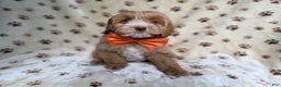 Cockapoo dogs for sale: Breezy - Ad 5