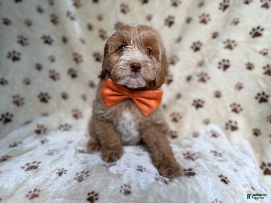 Cockapoo dogs for sale: Breezy - Ad 5