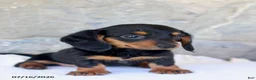 Miniature Dachshund dogs for sale: Vicky - Ad 3