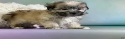 Morkie dogs for sale: Teddy - Ad 3