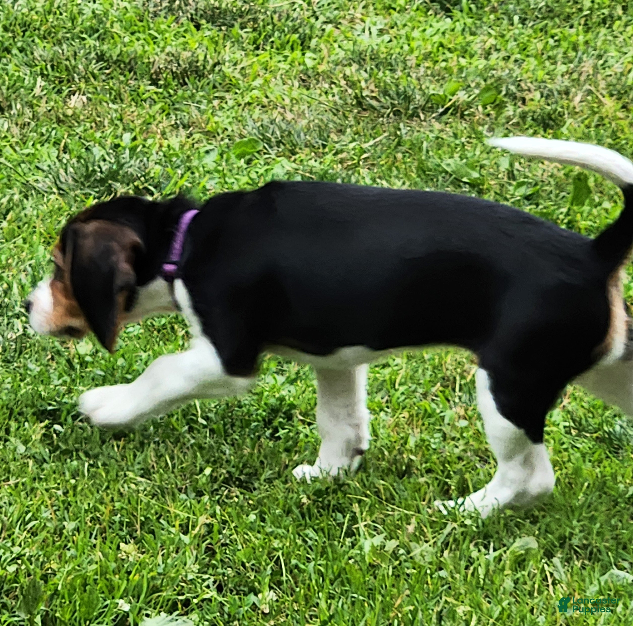 Beagle dogs Lily - Ad 1