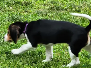 Beagle dogs for sale: Lily - Ad 3