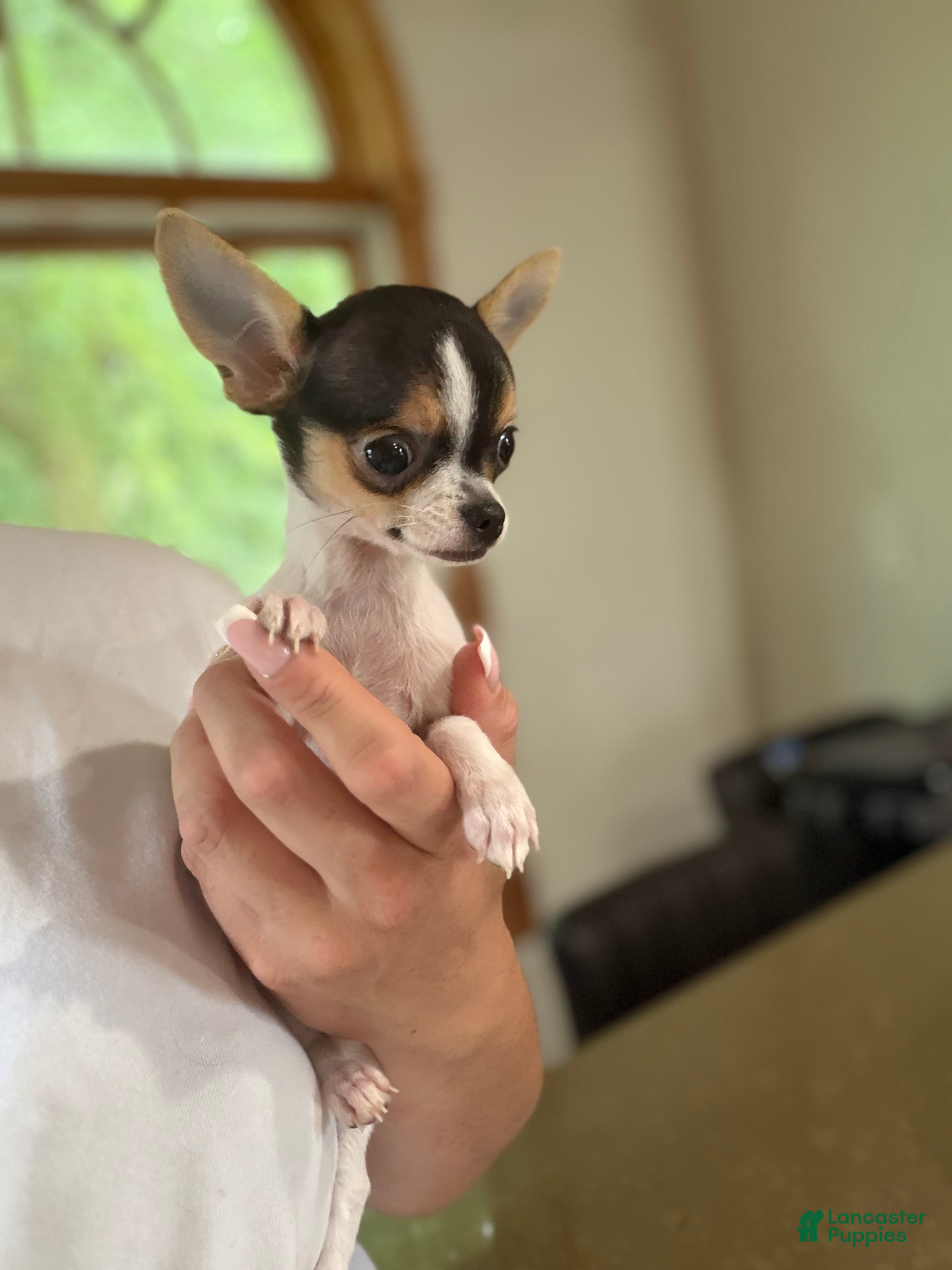Chihuahua dogs Female CKC TEACUP - Ad 1