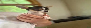 Female CKC TEACUP