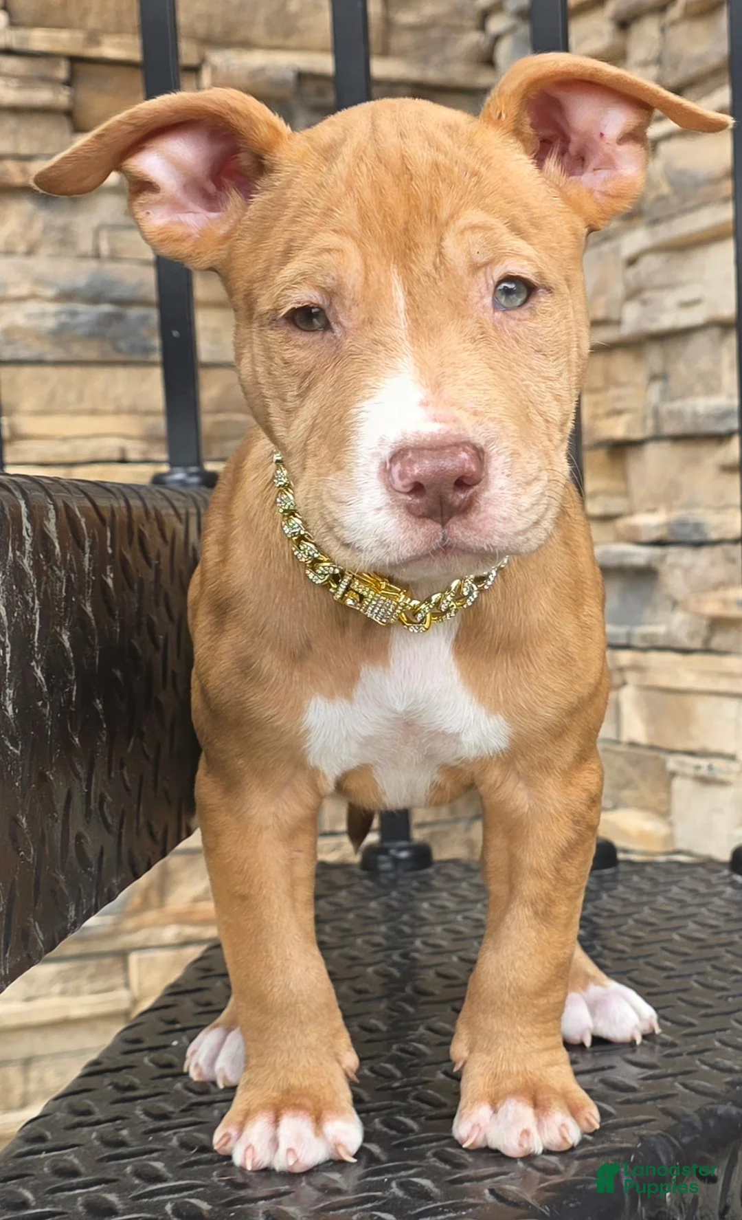 American Pit Bull Terrier dogs for sale: Zya - Ad 2