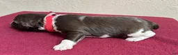 Brittany Spaniel dogs for sale: Red Collar - Ad 3