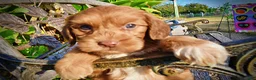 Havapoo dogs for sale: Muppet-Sale!!! - Ad 3
