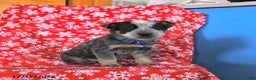 Australian Cattle Dog dogs for sale: Jingle  - Ad 4