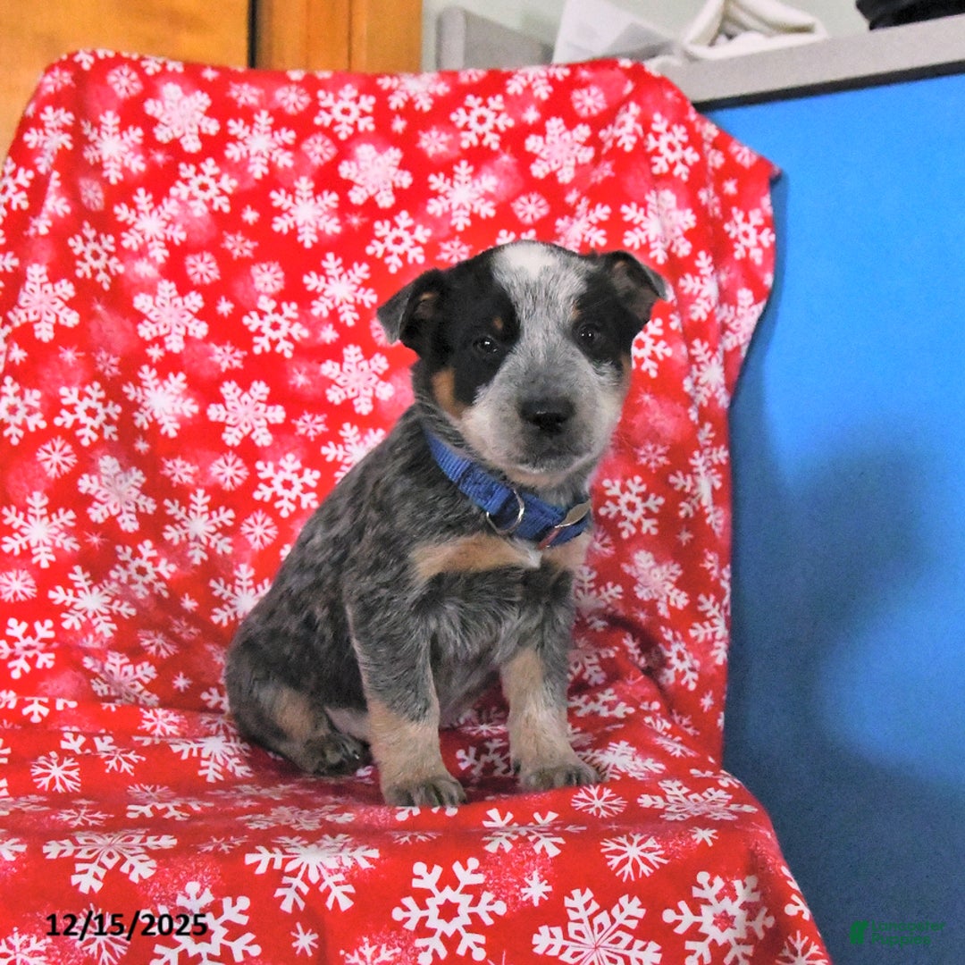 Australian Cattle Dog dogs for sale: Jingle  - Ad 4