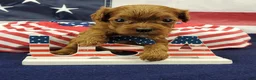 Cavapoo dogs for sale: Suki - Ad 5