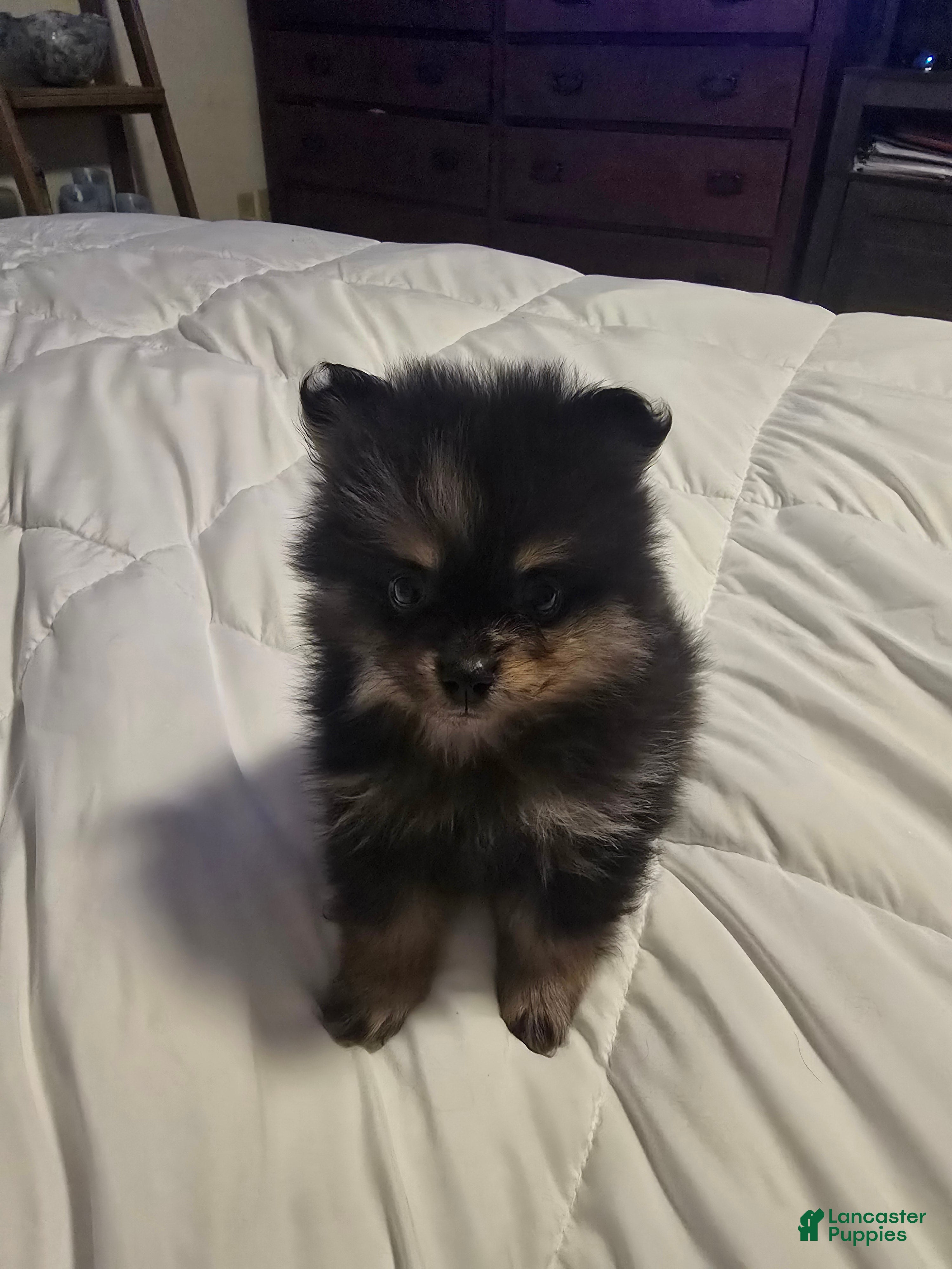 Pomeranian dogs Pomeranian Puppy 2 - Ad 18