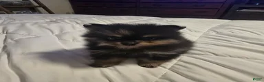 Pomeranian Puppy 2