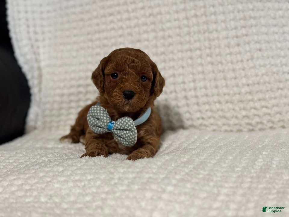 Cavapoo dogs Archie - Ad 35
