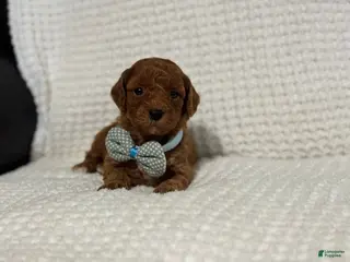 Cavapoo dogs Archie - Ad 35