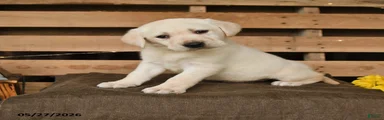 Gus
