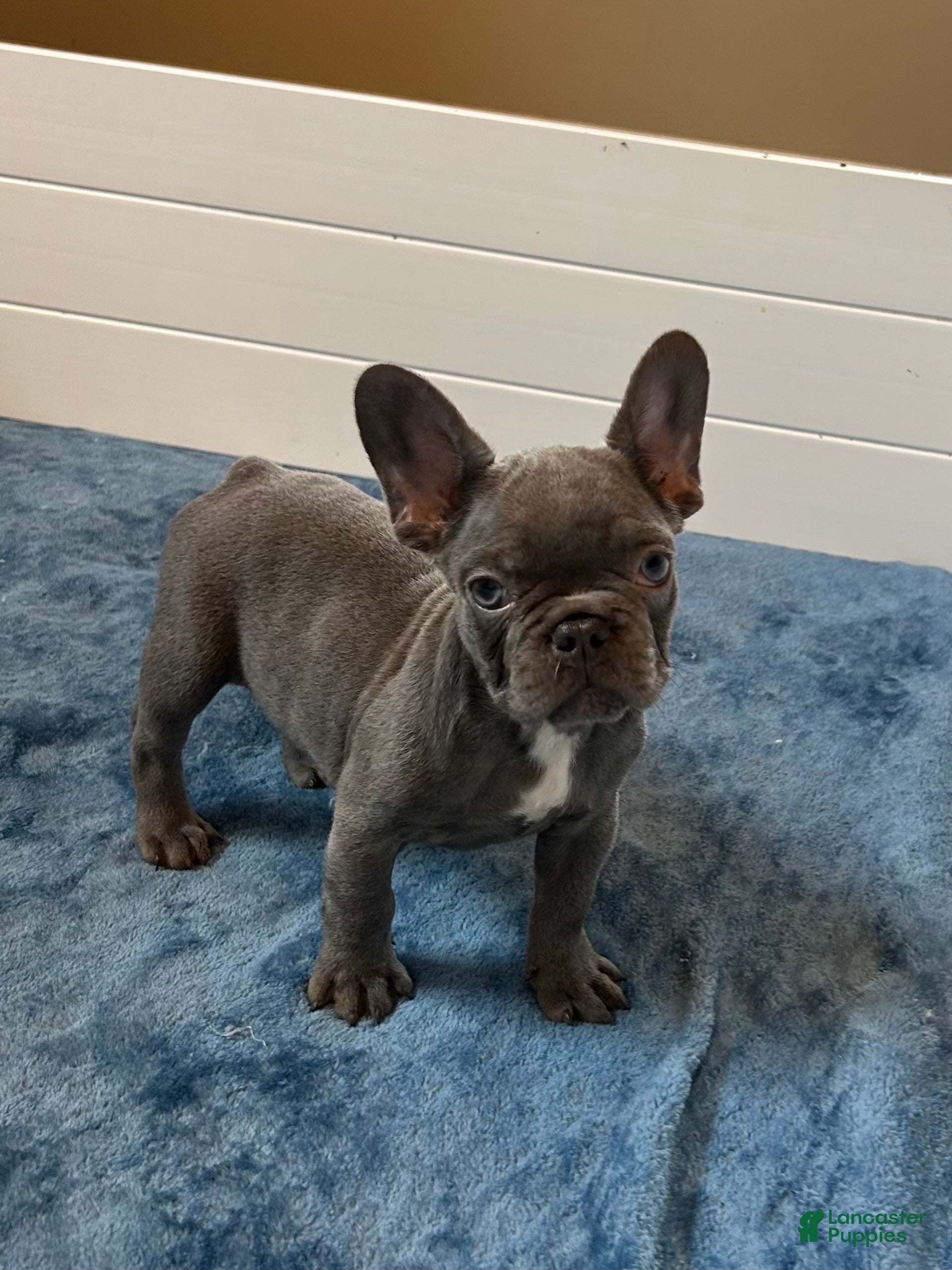 French Bulldog dogs Malibu - Ad 1
