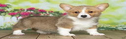 Welsh Corgi Pembroke dogs for sale: Annie - Ad 3