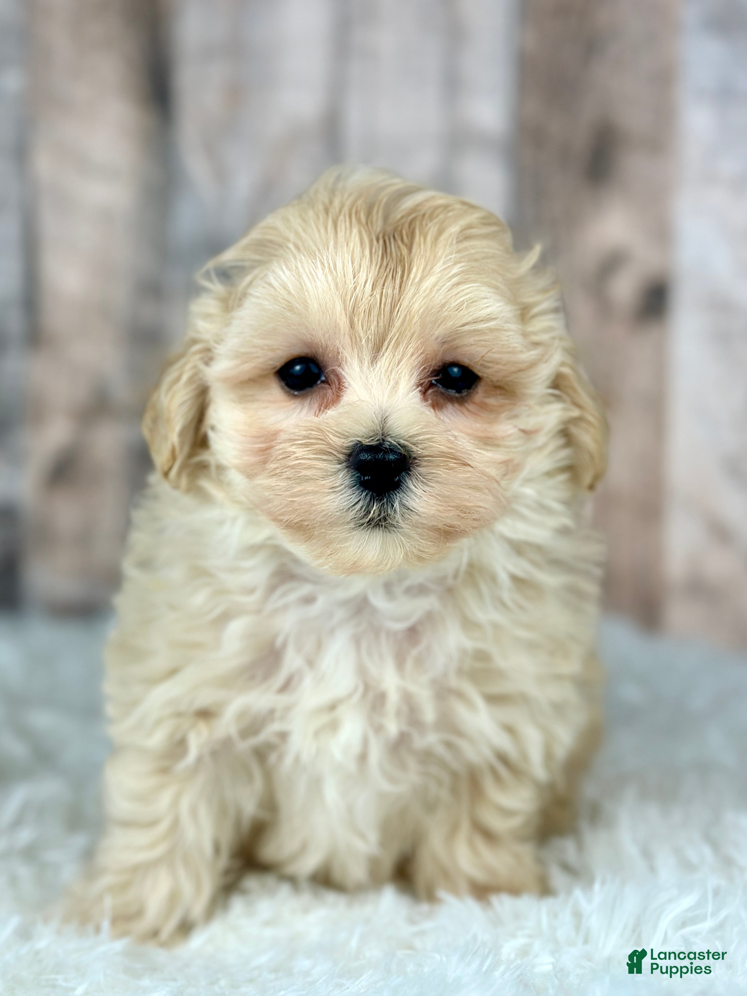 Maltipoo dogs Girl Amber - 0009 - Ad 40