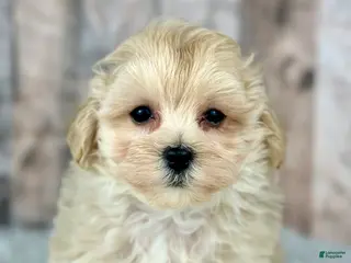 Maltipoo dogs Girl Amber - 0009 - Ad 40