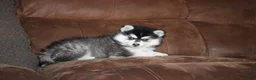 Pomsky dogs for sale: Kate READY NOW  - Ad 6