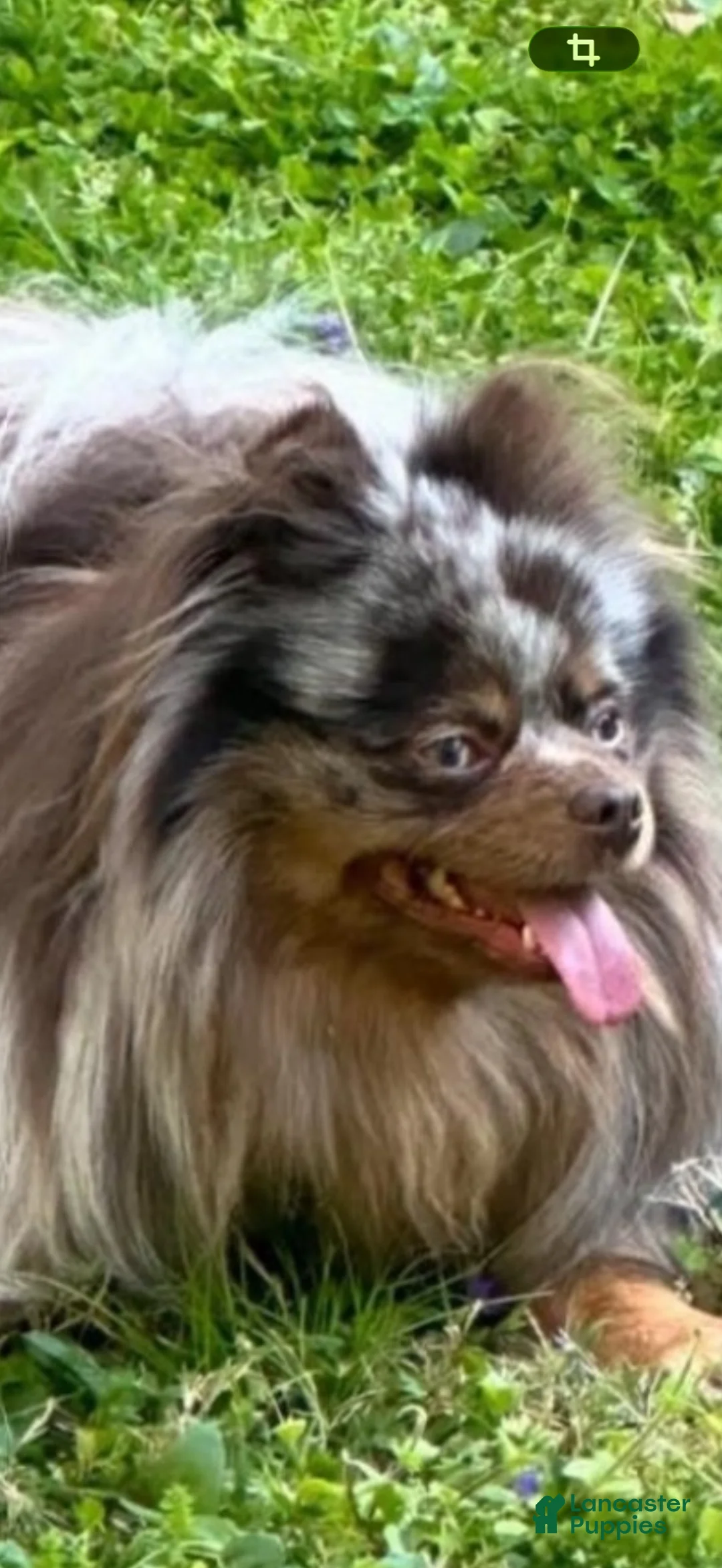 Pomeranian dogs for sale: Pomeranian 1 - Ad 2