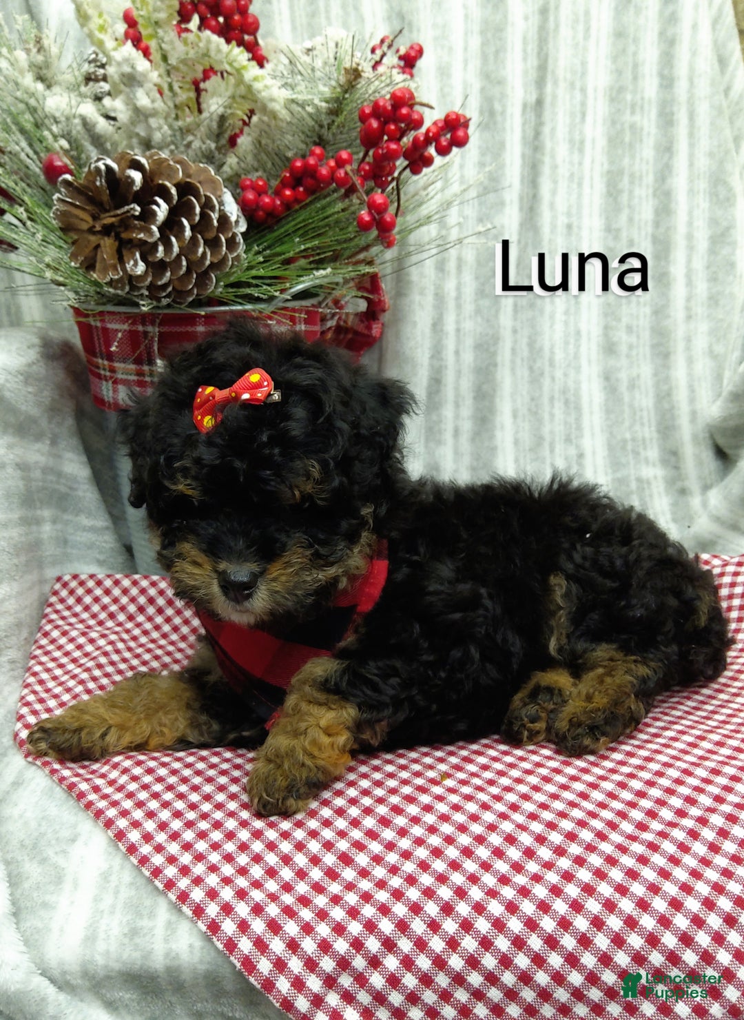 Mini Bernedoodle dogs for sale: Luna - Ad 4