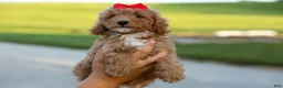 Miniature Poodle dogs for sale: Tyson 💙✨ - Ad 18