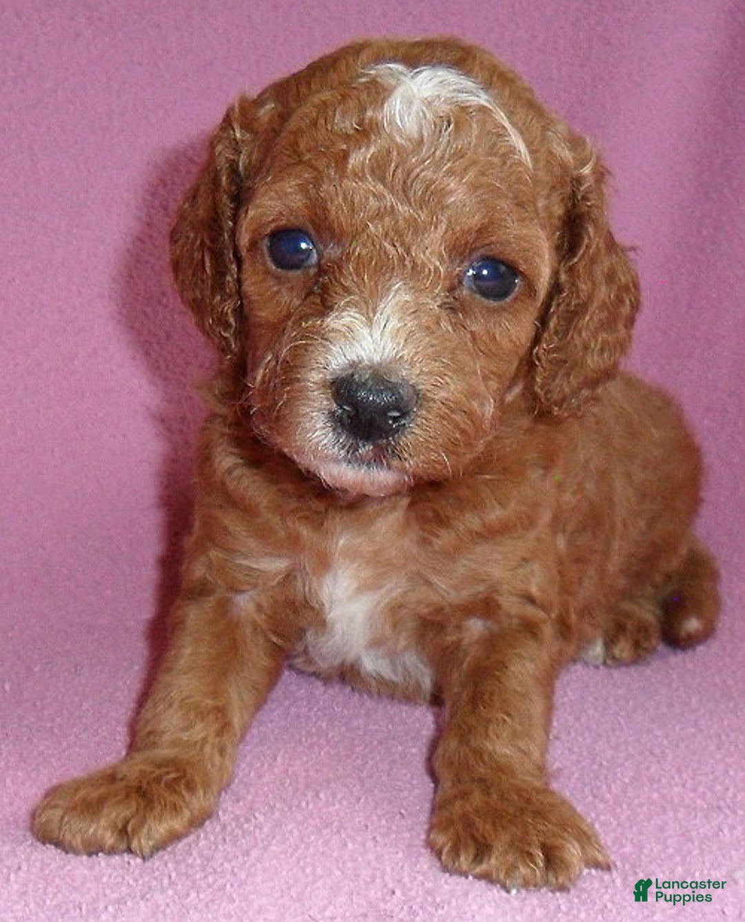 Cockapoo dogs for sale: Sophie - Ad 1