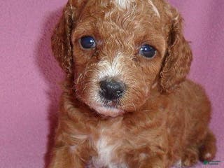 Cockapoo dogs Sophie - Ad 41