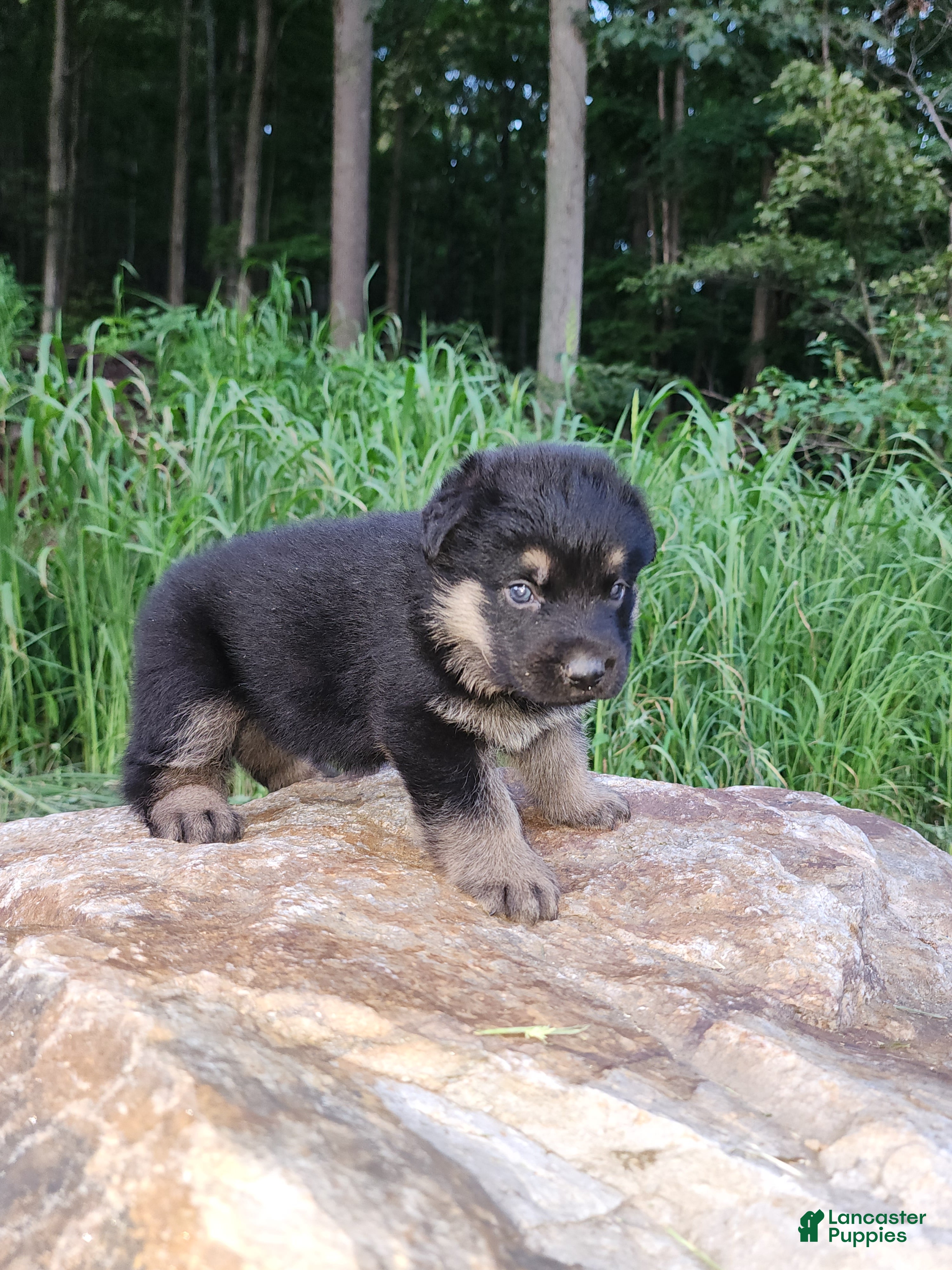 German Shepherd dogs German Shepherd 5 Titan - Ad 2
