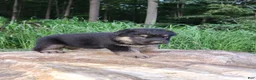 German Shepherd dogs for sale: German Shepherd 5 Titan - Ad 2