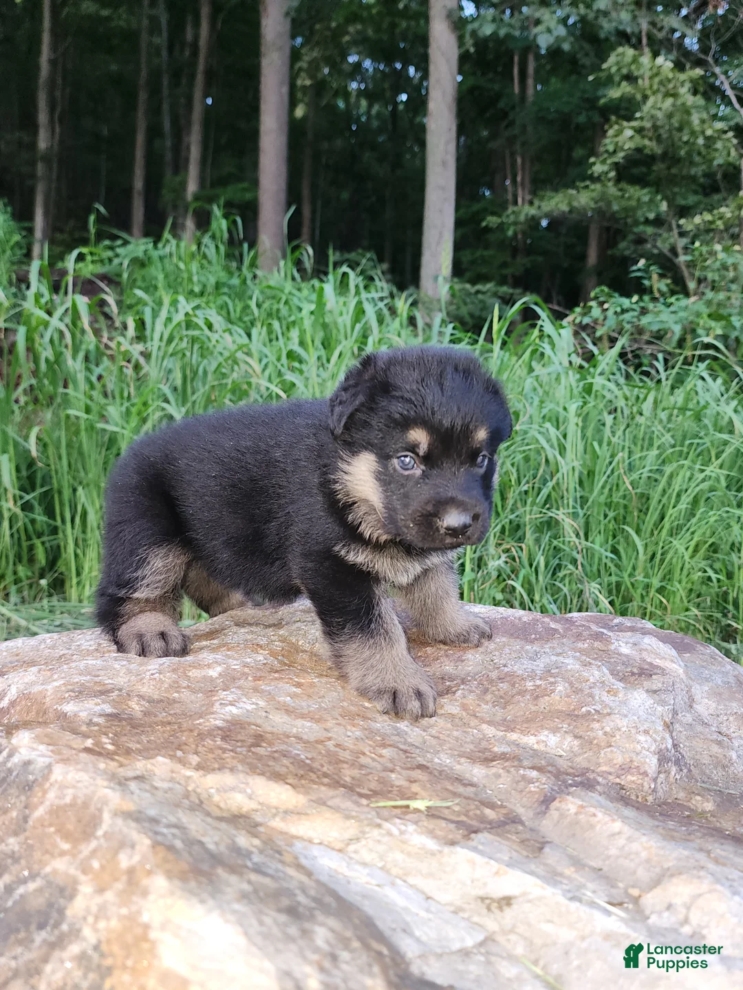 German Shepherd dogs for sale: German Shepherd 5 Titan - Ad 2