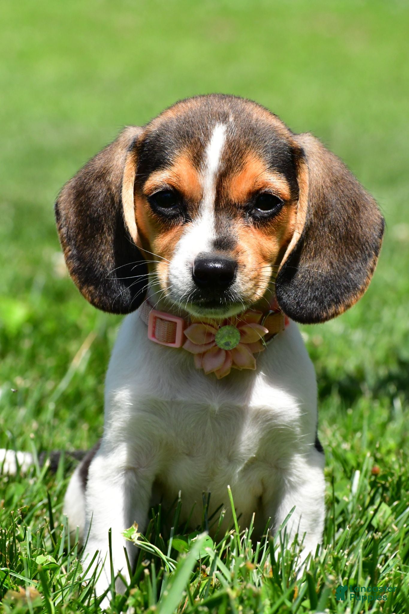 Beagle dogs Velvet - Ad 1