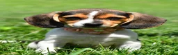 Beagle dogs for sale: Velvet - Ad 1