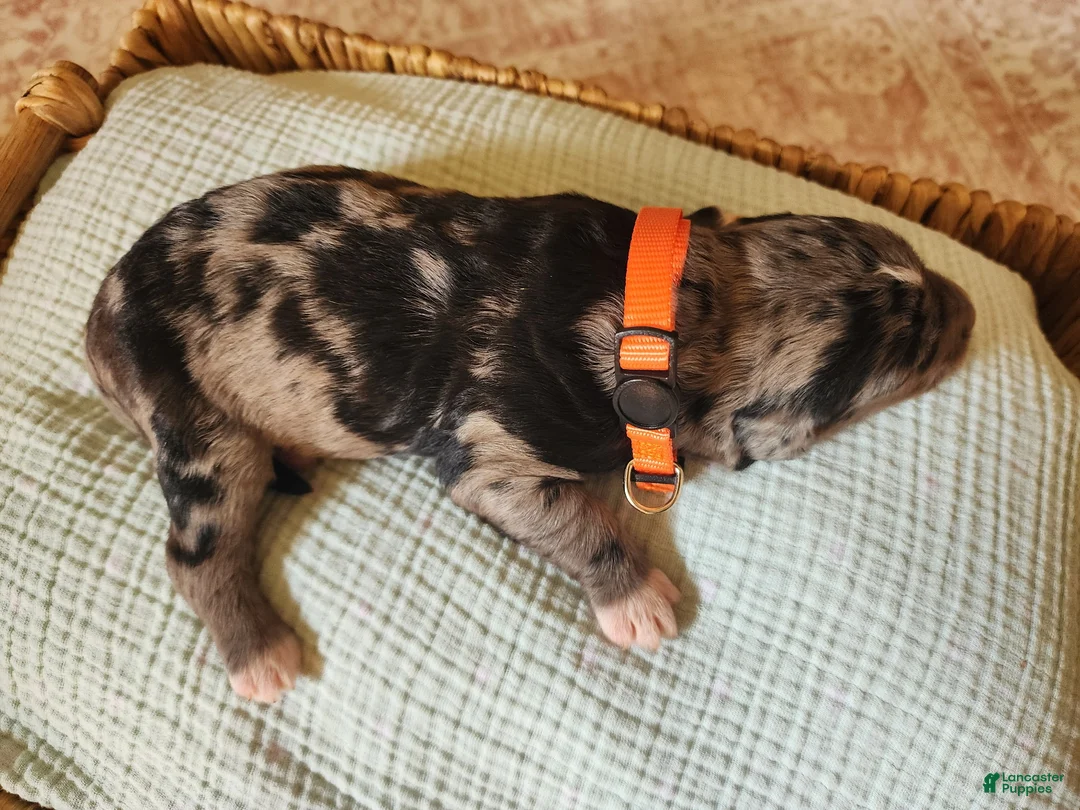 Mixed Breed dogs for sale: Cosmo - Ad 2