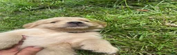 Golden Retriever dogs for sale: Golden Retriever 3 - Ad 20