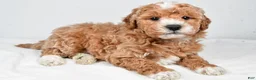 Mini Goldendoodle dogs for sale: Colton - Ad 2