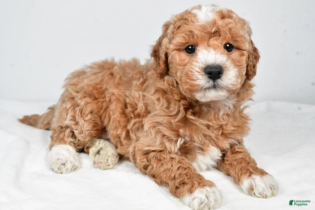Mini Goldendoodle dogs for sale: Colton - Ad 2