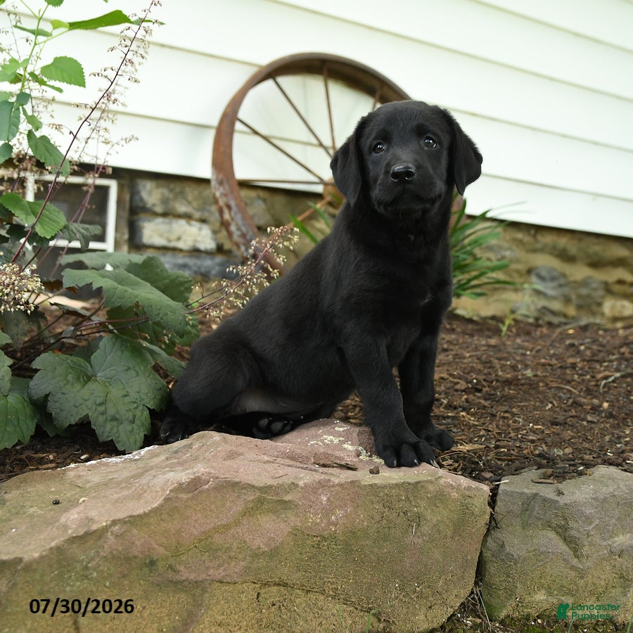 Labrador Retriever dogs Edge - Ad 1