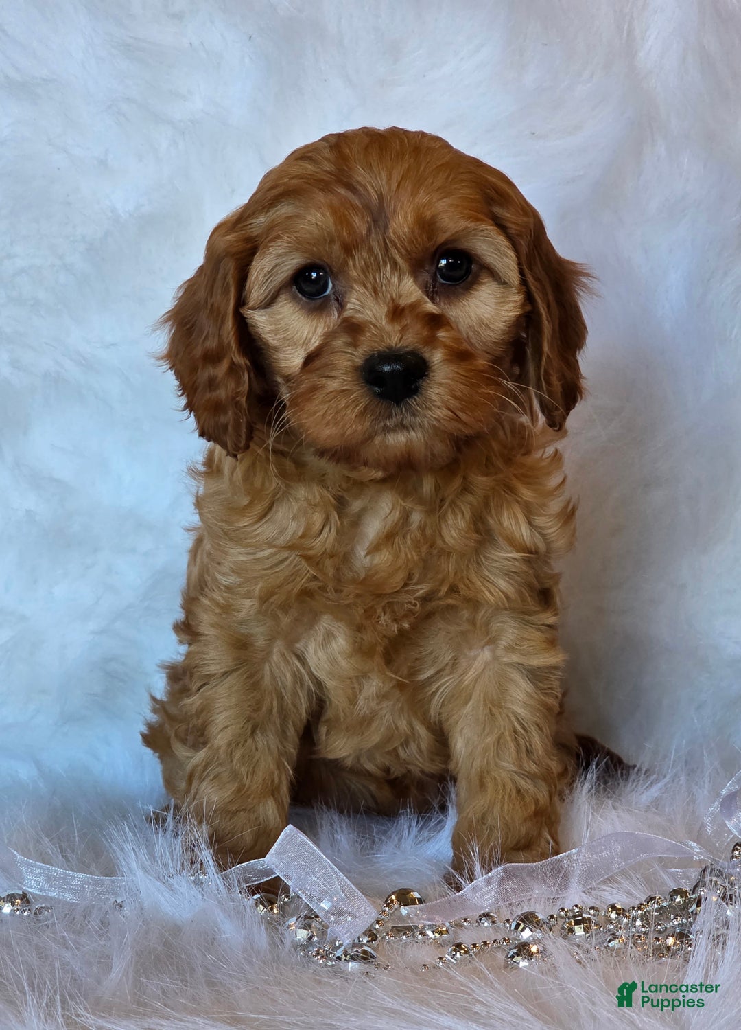 Cavapoo dogs for sale: Bella - Ad 1