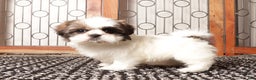 Shih Tzu dogs for sale: Pebbles Female Shih Tzu - Ad 4