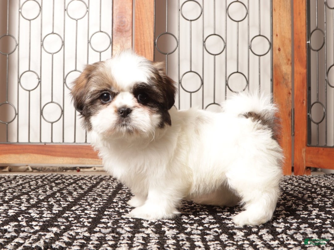 Shih Tzu dogs for sale: Pebbles Female Shih Tzu - Ad 4