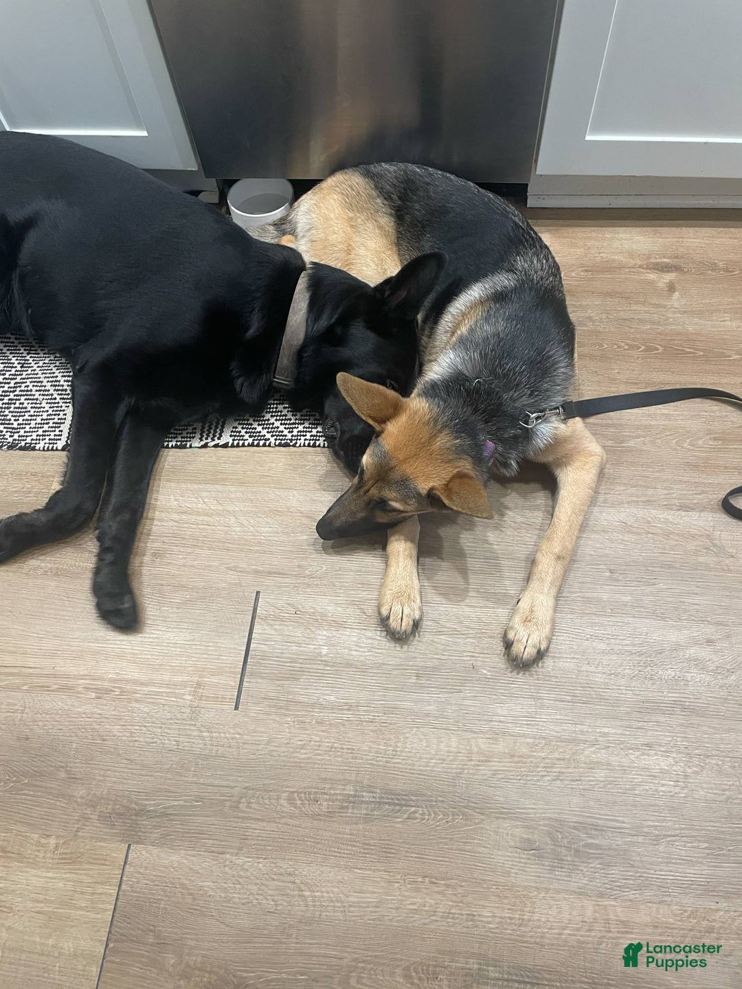 German Shepherd dogs for sale: Sugar/purple collar - Ad 23