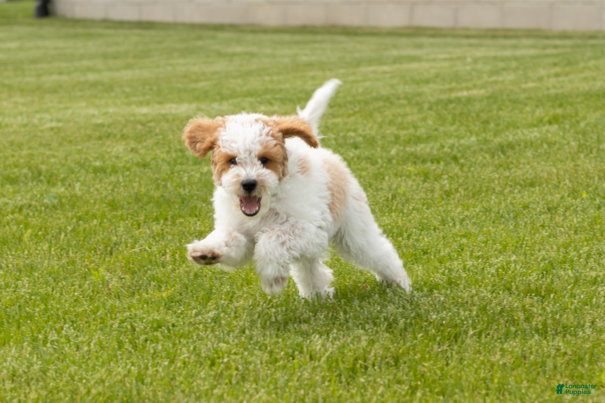 Mini Goldendoodle dogs for sale: Roscoe  - Ad 4