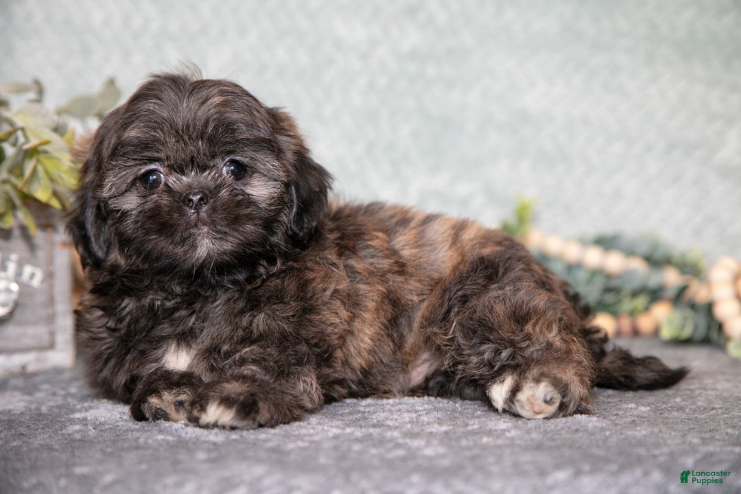 Shih Tzu dogs for sale: Barney - Ad 2