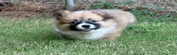 Welsh Corgi Pembroke dogs for sale: Fluffy Girl - Ad 2
