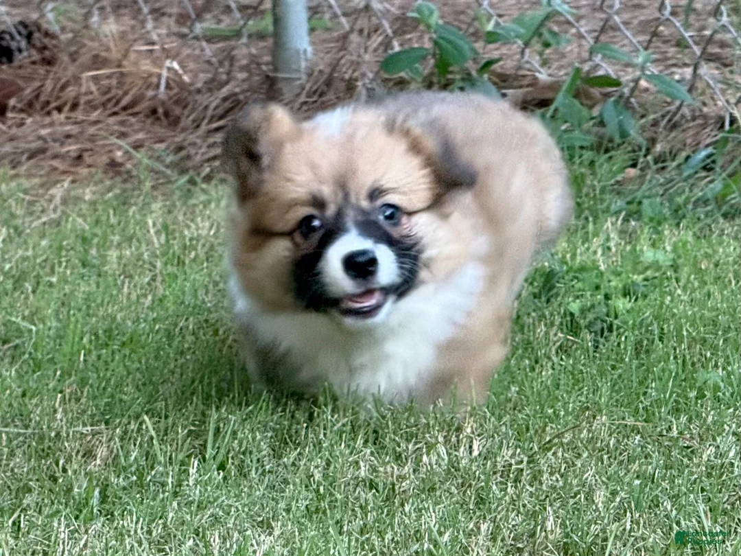 Welsh Corgi Pembroke dogs for sale: Fluffy Girl - Ad 2