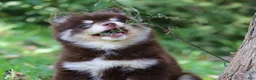 Pomsky dogs for sale: Louise - Ad 7