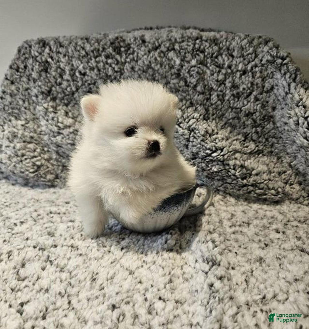 Pomeranian dogs for sale: Rafa - Ad 7